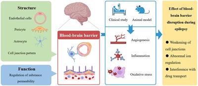 Unveiling the hidden connection: the blood-brain barrier’s role in epilepsy